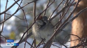 11:30 ВЕСТИ САХА 25/03/26 НА РУССКОМ ЯЗЫКЕ