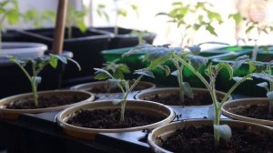 Эта бесплатная подкормка творит волшебство с рассадой! Корневая система мощнейшая а ствол с мизинец.