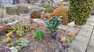 Новые растения в моём южном саду 23.03.2026 г. Пятигорск, зона зимостойкости 6б.