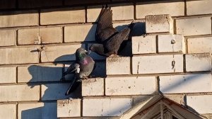 Голуби целуются. 25-03-2026