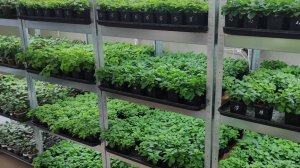 Как вырастить отличную цветочную рассаду в домашних условиях.  Обзор стеллажей в конце марта