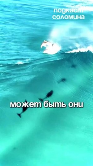 КАКОЙ Разум у ДЕЛЬФИНОВ? | Полный выпуск на канале Глеб Соломин