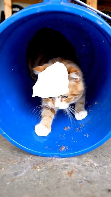 Ведерный спелеолог #cat #красиваякошка #cute #веселыекоты #видосыоткота #видосыоткота #cutecat