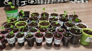 25.03.26 Пикирую рассаду баклажанов.