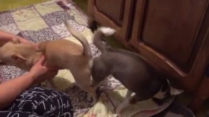 Жизнь на пенсии. У кого кошечки, у меня собачки / Вязка собак чихуахуа Chihuahua mating Dog breeding
