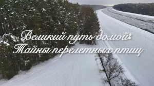 Великий путь домой: тайны перелетных птиц