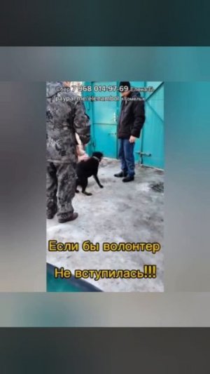 Волонтер в отчаянии. Опускаются руки😩😩😩. Ведь она практически в одиночку спасает районных