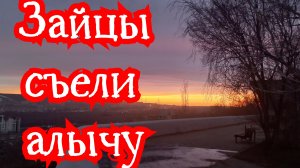 Первая вылазка на дачу. Зайцы съели алычу 25.03.2026