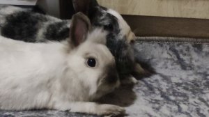 Кролики в квартире