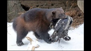 Росомаха (G. gulo) — одинокий хищник тайги