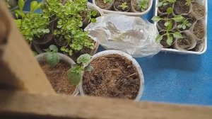 Рассада на 25 марта 2026 1.часть