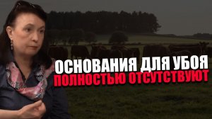 РАЗВЁРТЫВАНИЕ. В каких регионах ожидают усыпления скота? Марина Масленникова