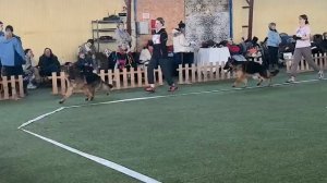 ПОДРОСТКИ КОБЕЛИ / КЧК БРОННИЦЫ 14 марта`26 З.Данильченко Моно немецких овчарок