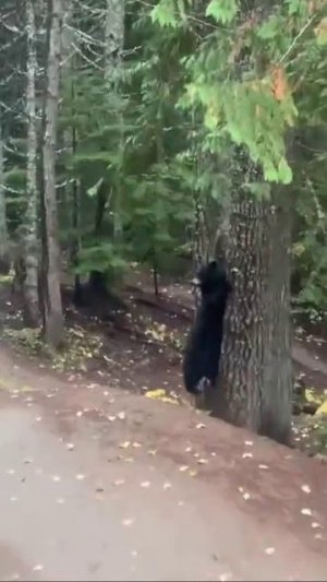 Эти ненормальные велосипедисты уже уехали