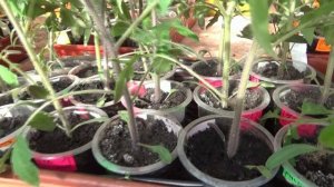 Нижний полив рассады "В ПОДДОН" или индивидуальный "В СТАКАНЧИК"? Какой способ выбрать