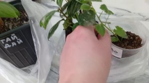 25-03-2026 новинки ⚜️⚜️⚜️