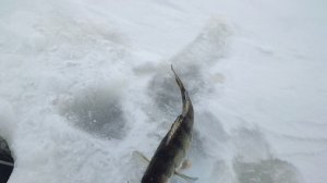 Первая рыбалка на Камском устье 2026