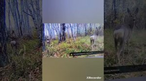 видео с фотоловушек косули и барсук