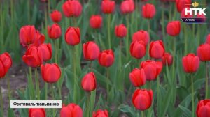 Калмыкия готовится к Фестивалю тюльпанов