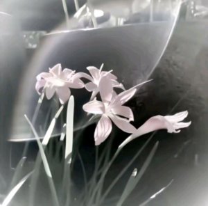 всем привет сегодня я играю в minecraft