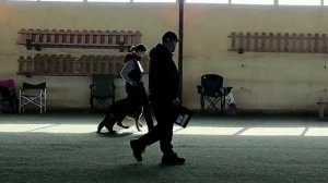 2 Отл. СС De Orse Mak Flai UMIZUMI +++ №54. БРОННИЦЫ 14 марта`26 Моно немецких овчарок