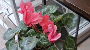 приятного аппетита