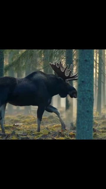 #nature #fyp #video #relaxing #calm