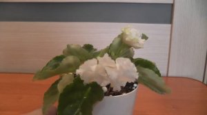 Фиалка  " Букет невесты"