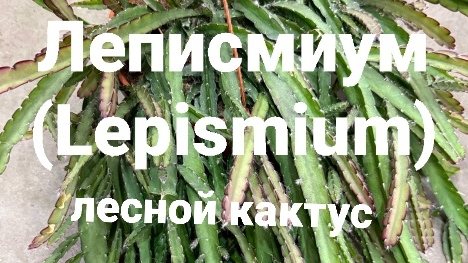 Леписмиум (Lepismium) лесной кактус в коллецию