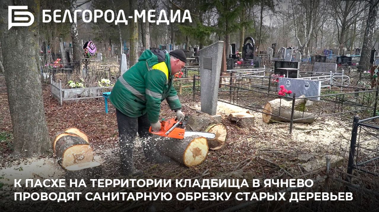 К Пасхе на территории кладбища в Ячнево проводят санитарную обрезку старых деревьев смотреть онлайн