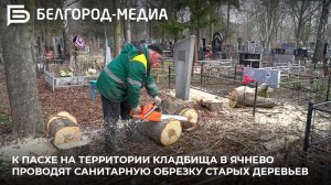 К Пасхе на территории кладбища в Ячнево проводят санитарную обрезку старых деревьев