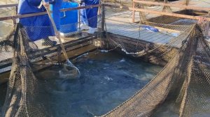 petal_20260325_084511.mp4