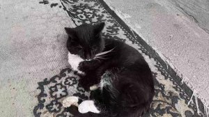 Зацените кота Феликса!  25.03.2026