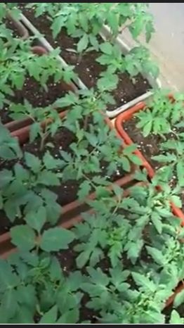 Одноразовые ложки для маркировки томатов