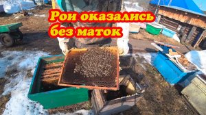 ПОЙМАННЫЕ РОИ ПЕРЕЗИМОВАЛИ, НО ОКАЗАЛИСЬ БЕЗ МАТОК.