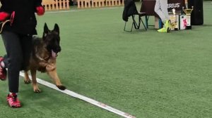 РАБОЧИЙ СУКИ / КЧК БРОННИЦЫ 14 марта`26 З.Данильченко Моно немецких овчарок