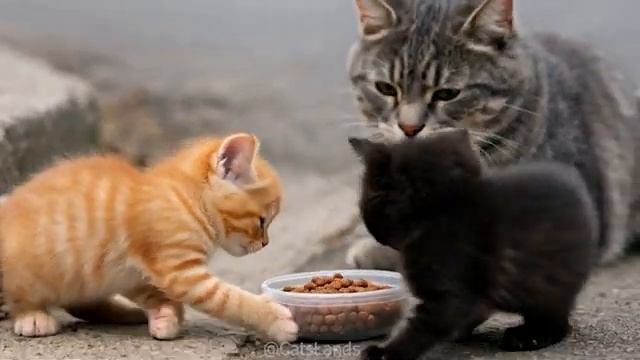 Приключения кота