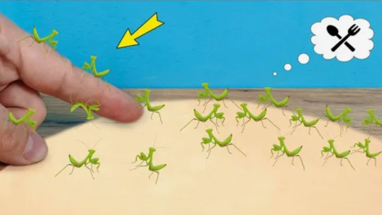 Родилось 100 маленьких богомолов! Чем их кормить