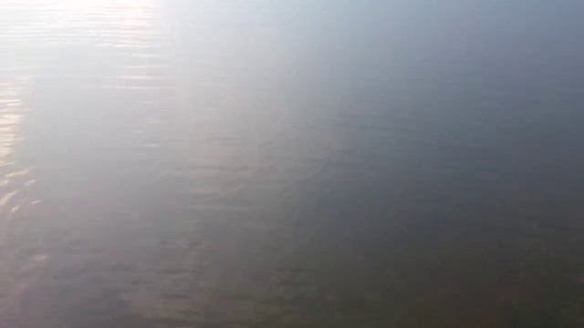 Есть жерех!