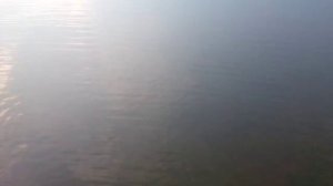 Есть жерех!