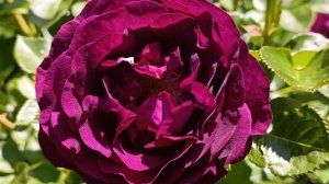 Роза Твайлайт Зоун, Twilight Zone /Сумеречная зона/.