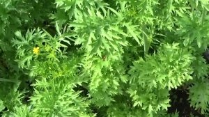 Такие разные зеленные культуры.