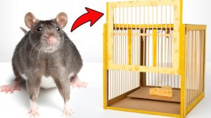 Безопасная картонная крысоловка своими руками