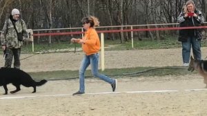 МОЛОДЫЕ СУКИ / КЧК НОВОРОССИЙСК 21 марта`26 K.Sozeri Моно немецких овчарок