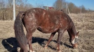 Грязные линяющие кони