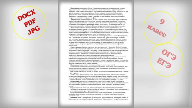 Лекция "Строение скелета человека"