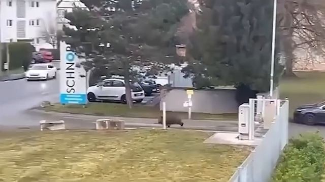 Разбушевалась  Невероятные Встречи с Дикими Животными