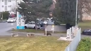 Разбушевалась  Невероятные Встречи с Дикими Животными