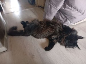 отвечай на вас вопросы и задания любые