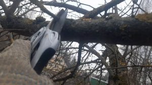 Обрезка яблони 25.03.2026 г